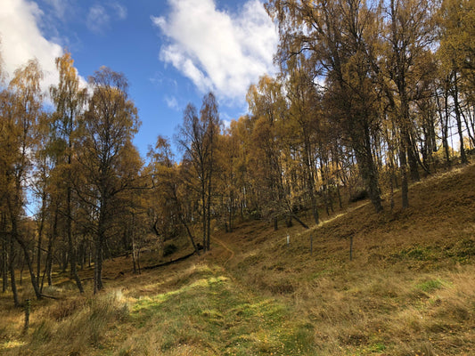 Autumn in the Highlands