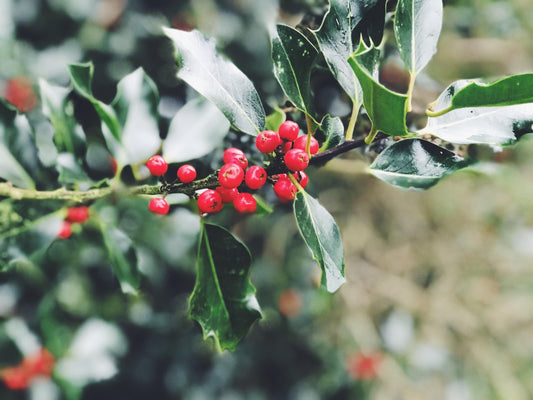 The Ultimate Gift Guide