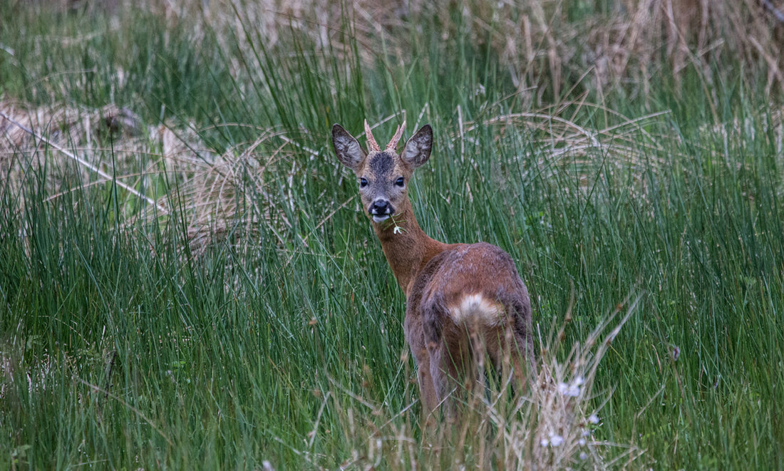 Roe Deer in Scotland by Linda Mellor