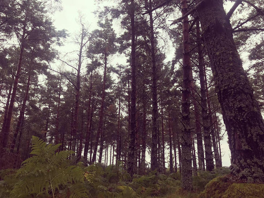 Roe deerstalking in a Moray woodland